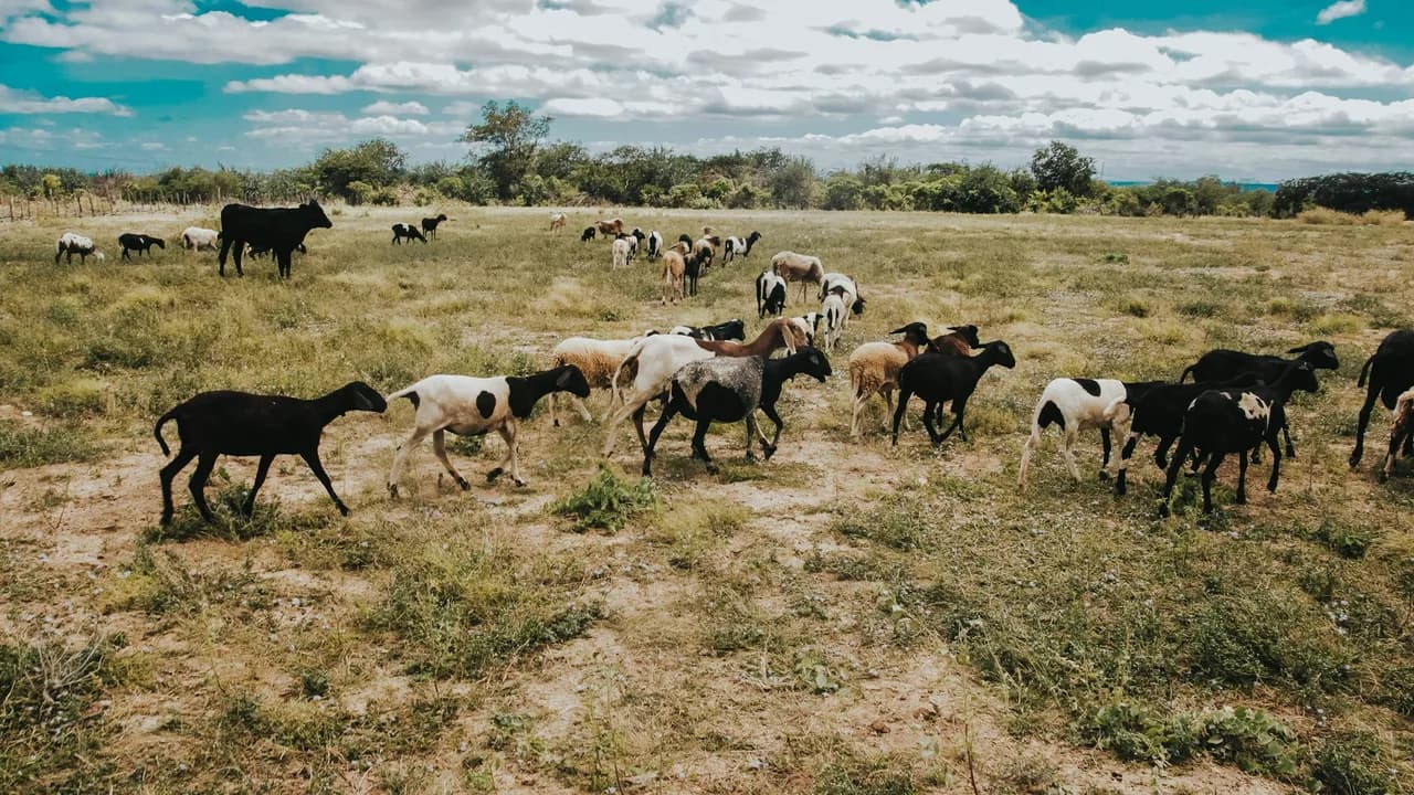 Cattle, sheep and goats grazing together in an open livestock pasture