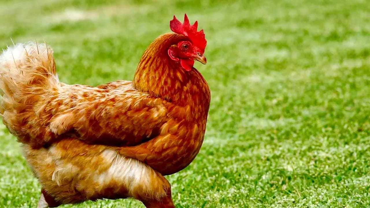 Brown hen in an outdoor setting