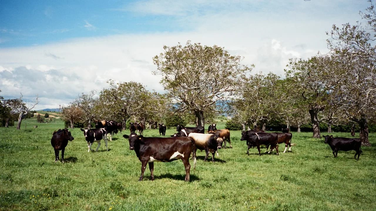 Cattle grazing in a lush green livestock pasture