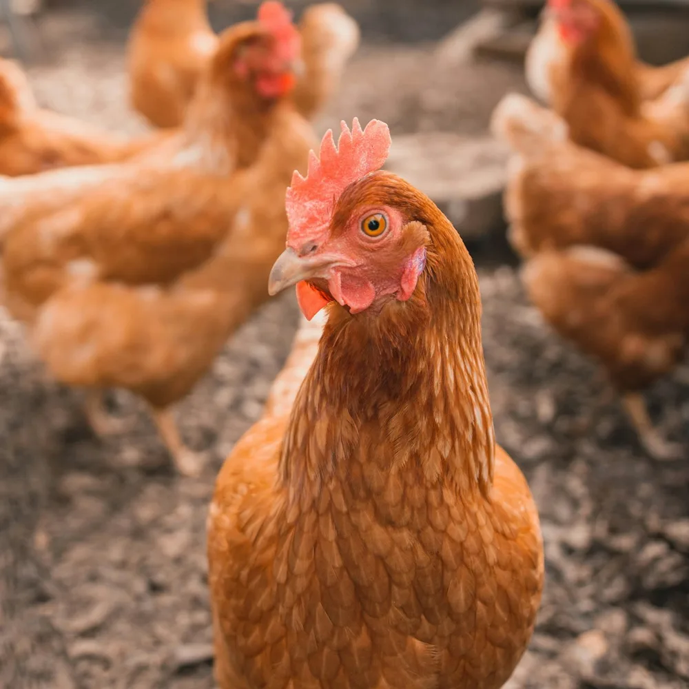 Pri Tylo 20% poultry product placeholder