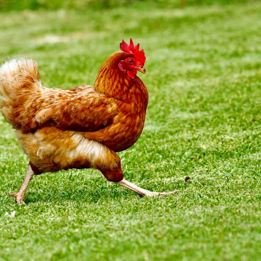 Oxyway- 5 poultry product placeholder