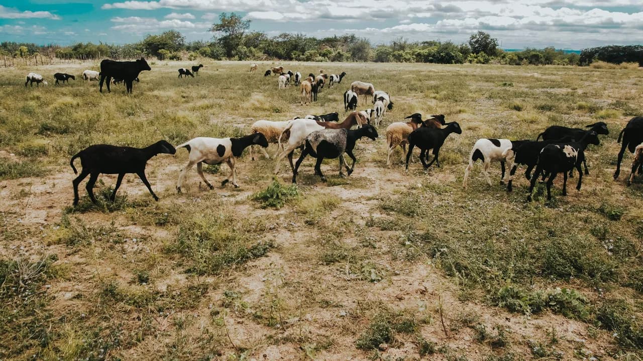 Cattle, sheep and goats grazing together in an open livestock pasture