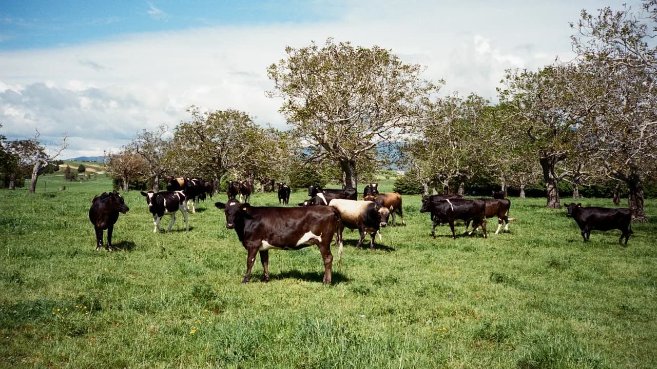 Cattle grazing in a lush green livestock pasture