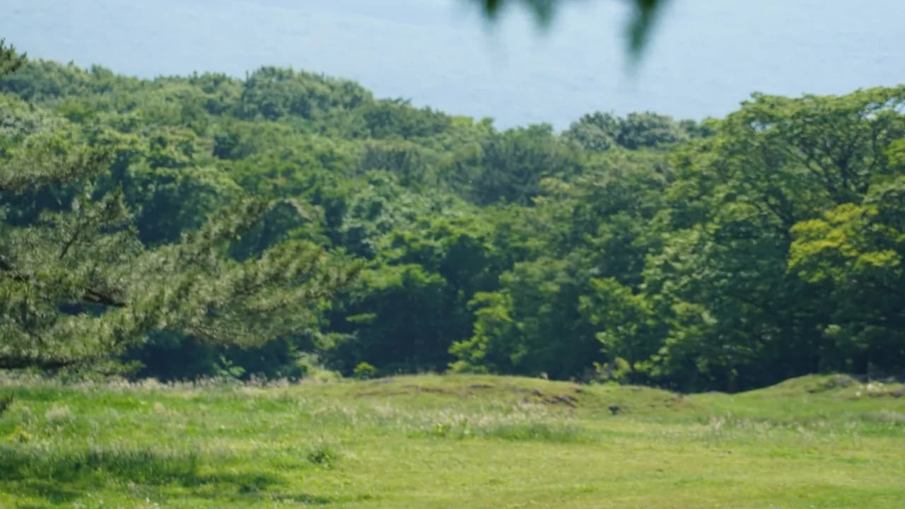Black cattle resting and grazing in a green mountain pasture