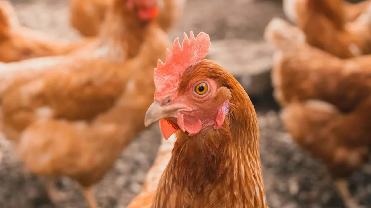 Brown hen in a commercial poultry setting