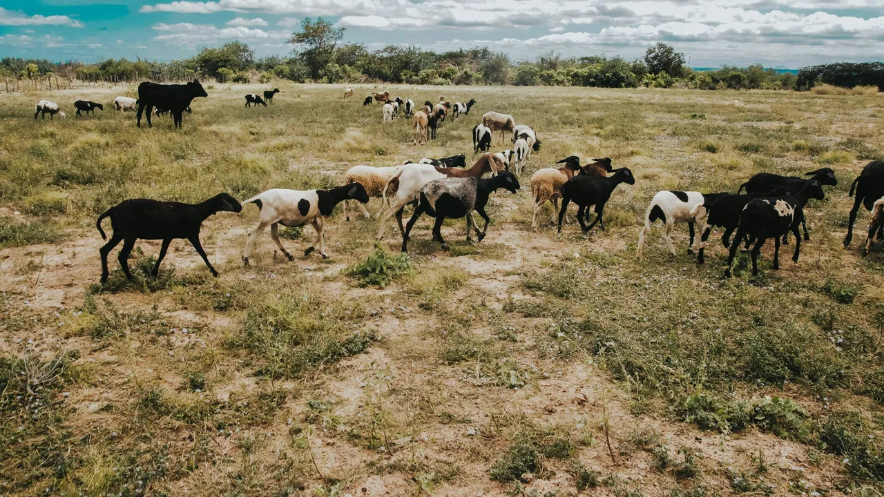 Cattle, sheep and goats grazing together in an open livestock pasture