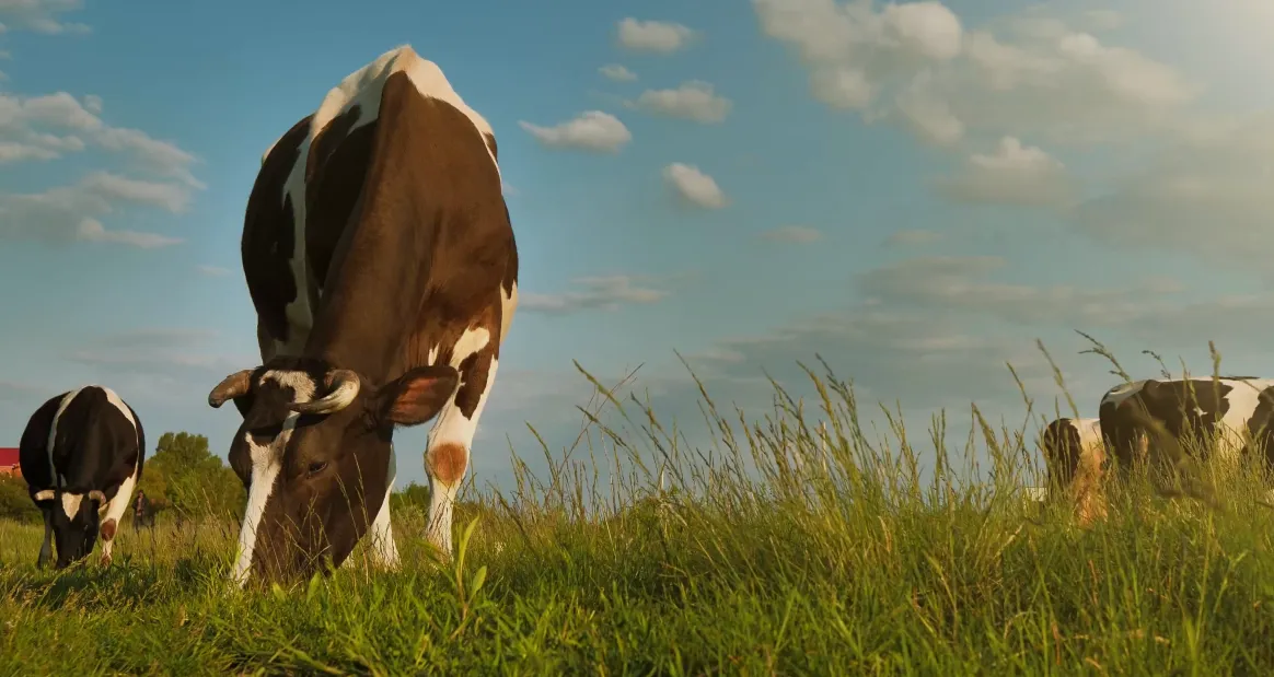 Cattle — veterinary livestock context from Fatro official imagery