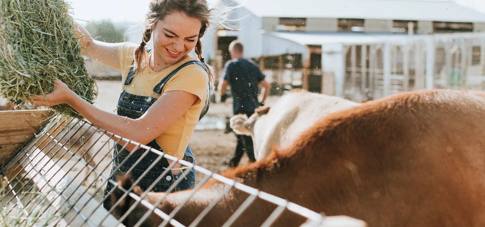 Livestock on an Italian farm — Fatro veterinary context
