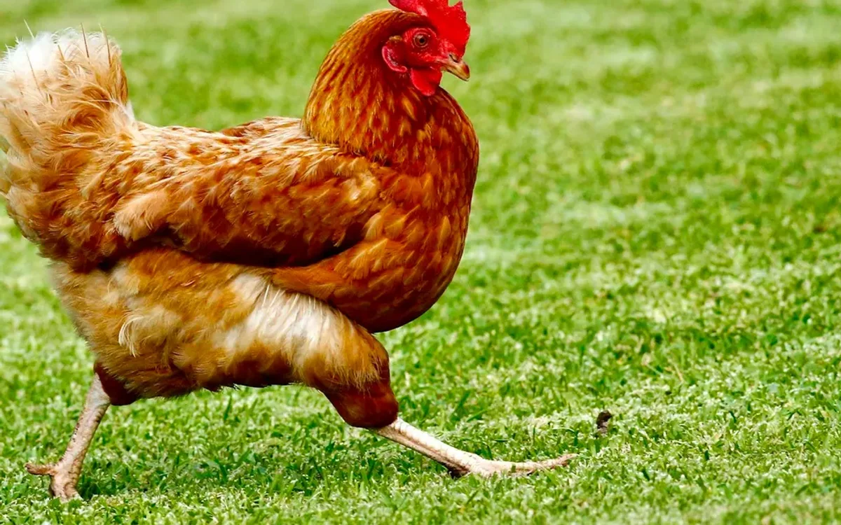 Coccidiosis in poultry