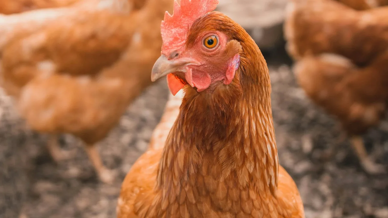 Egg Production Support