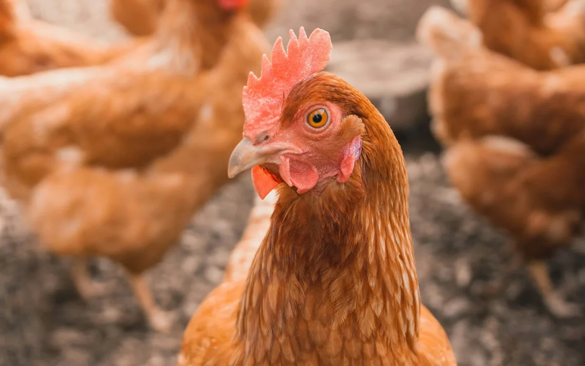 Poultry heat stress